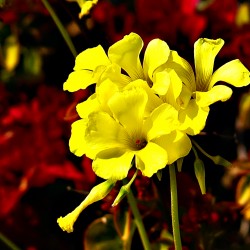 Mothers Day for May Newsletter